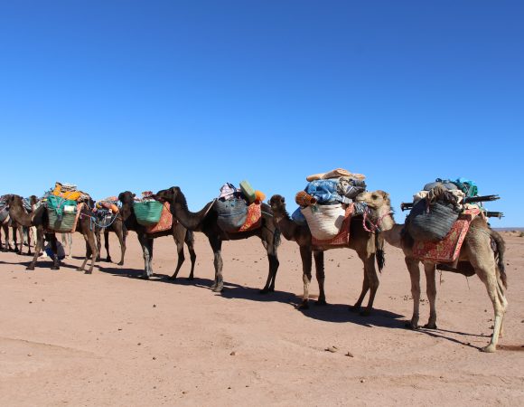 Marrakech camel Ride in Palm grove