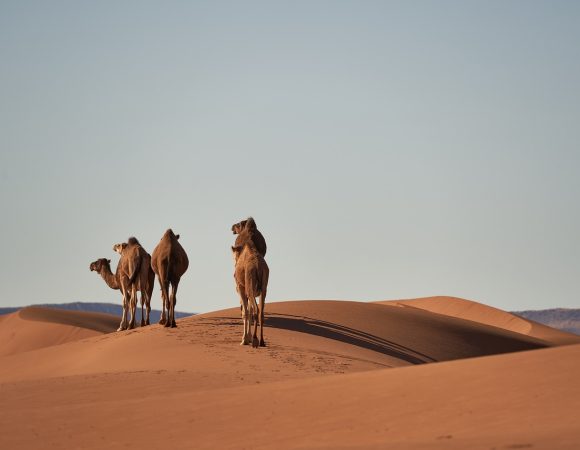 7 Days Camel Trekking From Ouarzazat